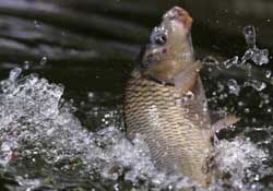 驚蟄過后好釣魚嗎？驚蟄后陰雨天好釣魚嗎？