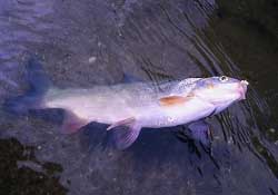 3月份釣魚用什么餌料？三月份釣魚用什么魚餌？