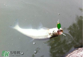 ?3月份可以釣翹嘴嗎？翹嘴幾月份好釣？