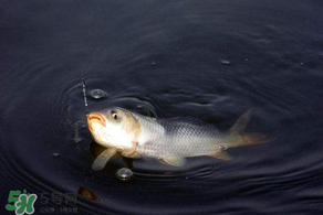 3月份釣魚用什么餌料？三月份釣魚用什么魚餌？