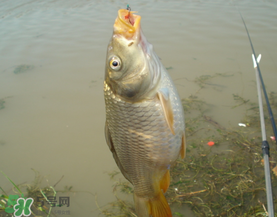 三月份釣鯉魚好釣嗎？3月份釣鯉魚用什么好？