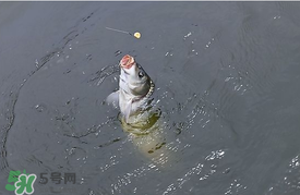 三月份釣鯉魚好釣嗎？3月份釣鯉魚用什么好？