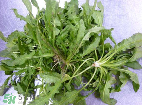 薺菜葉子黃了能吃嗎？薺菜發(fā)黃能吃嗎？
