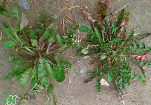 野生薺菜長什么樣？野生薺菜怎么識別？