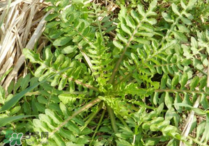 野生薺菜長什么樣？野生薺菜怎么識別？