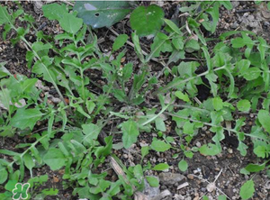 野生薺菜長什么樣？野生薺菜怎么識別？