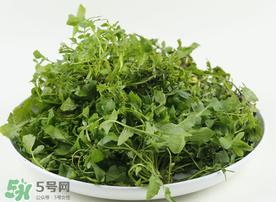 薺菜多少錢一斤？野生薺菜多少錢一斤？