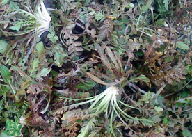 腎結(jié)石能吃薺菜嗎？腎結(jié)石可以吃薺菜嗎？