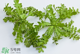 薺菜有蟲子嗎？薺菜根有蟲子嗎？
