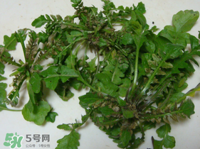 薺菜有蟲子嗎？薺菜根有蟲子嗎？