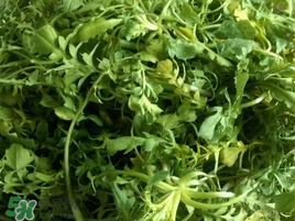 薺菜怎么保存？薺菜可以曬干存放嗎？