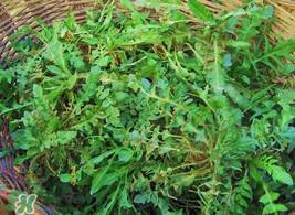 薺菜怎么保存？薺菜可以曬干存放嗎？