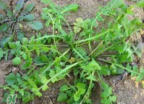 薺菜怎么保鮮？新鮮薺菜如何保鮮？
