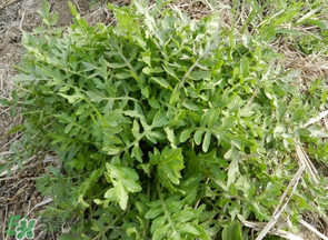 薺菜什么季節(jié)有？薺菜什么時(shí)候上市？