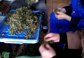 薺菜什么季節(jié)有？薺菜什么時(shí)候上市？