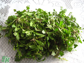 薺菜什么時(shí)候播種？薺菜什么時(shí)候挖？