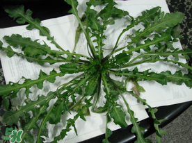 薺菜什么時(shí)候播種？薺菜什么時(shí)候挖？