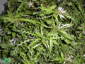 薺菜什么時(shí)候播種？薺菜什么時(shí)候挖？