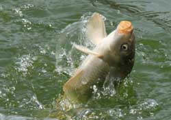 3月份釣什么魚？3月份怎么釣魚？