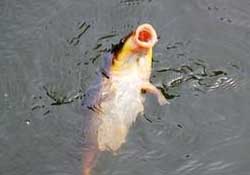 三月份釣鯉魚好釣嗎？3月份釣鯉魚用什么好？