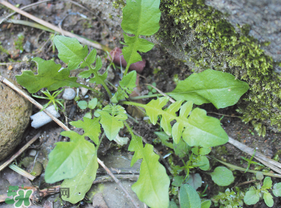 薺菜是什么菜？薺菜是什么野菜？