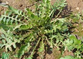薺菜是什么菜？薺菜是什么野菜？