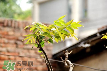 諾如病毒是禽流感嗎？春季重點(diǎn)預(yù)防禽流感和諾如病毒