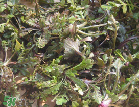薺菜上有白點(diǎn)能吃嗎？薺菜背面有白點(diǎn)是什么？
