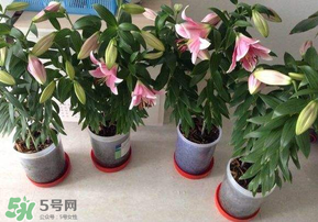 3月份可以種百合花嗎？百合幾月種植？