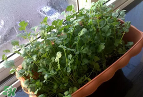 三月份可以種香菜嗎？香菜幾月份播種？