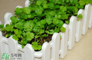 三月份可以種香菜嗎？香菜幾月份播種？