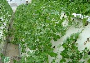 三月份可以種香菜嗎？香菜幾月份播種？