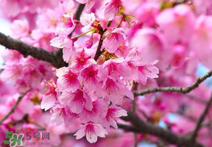 四月份還有櫻花嗎？四月份哪里有櫻花？
