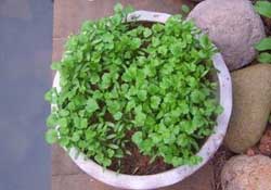 三月份可以種香菜嗎？香菜幾月份播種？