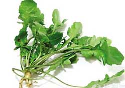 薺菜是什么菜？薺菜是什么野菜？