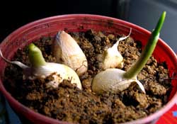 3月份可以種大蒜嗎？三月份種什么農(nóng)作物？