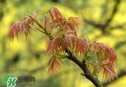 什么東西清火效果好？什么東西清火最快？