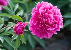 春天能種芍藥嗎？芍藥幾月種植？