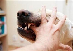 狂犬疫苗多少錢？狂犬疫苗價(jià)格？