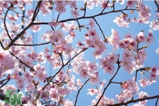 桃花酒可以去斑嗎？桃花酒去斑怎么用？