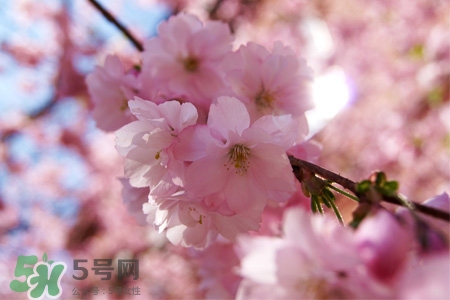 什么花可以釀酒？哪些花可以釀酒？
