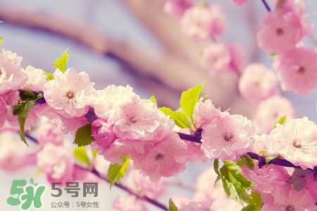 什么花可以釀酒？哪些花可以釀酒？