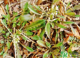 薺菜不能和什么一起吃？薺菜和什么相克？