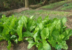 芥菜能和雞肉一起吃嗎？芥菜與雞肉同吃會(huì)中毒嗎？