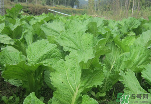 芥菜能和雞肉一起吃嗎？芥菜與雞肉同吃會(huì)中毒嗎？