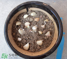 春天可以種大蒜嗎？春天什么時候種大蒜？