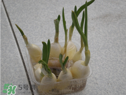 春天大蒜什么時(shí)候澆水？大蒜多久澆一次水？