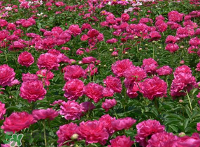 春天能種芍藥嗎？芍藥幾月種植？