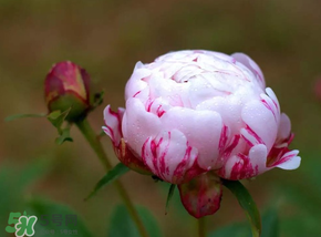 春天能種芍藥嗎？芍藥幾月種植？