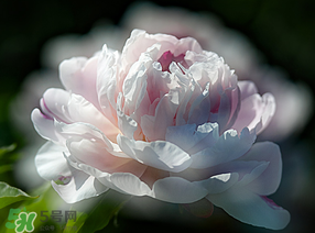 春天能種芍藥嗎？芍藥幾月種植？